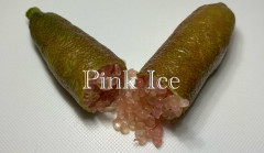 Pink Ice image_1236502913-2.jpg
