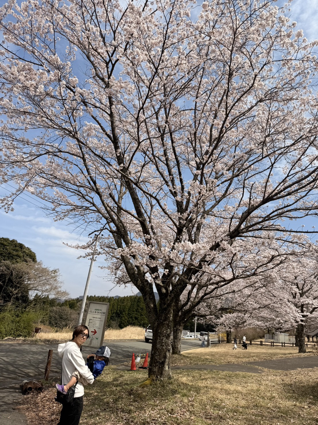 桜咲く