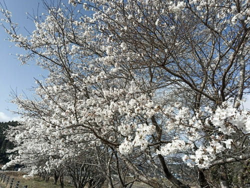 IMG_20250403_084800_308.jpg
