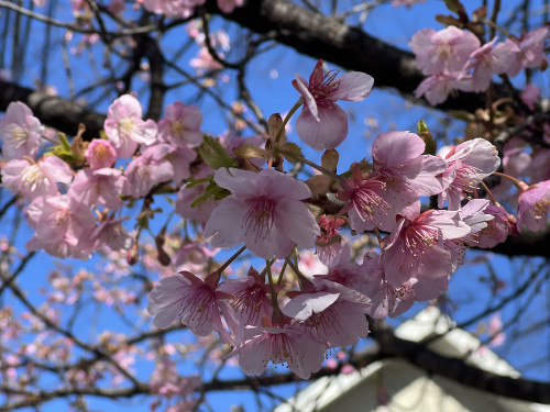 春の音遊び　お問い合わせありがとうございます