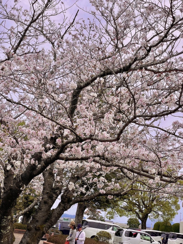 桜の季節~開所から半年~