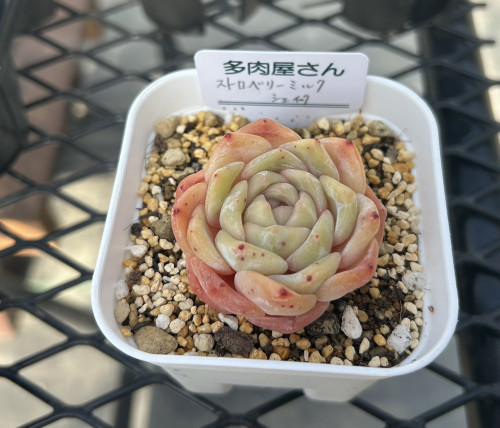 ストロベリーミルクシェイク