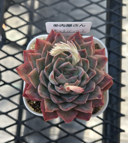 サンタバーバラ