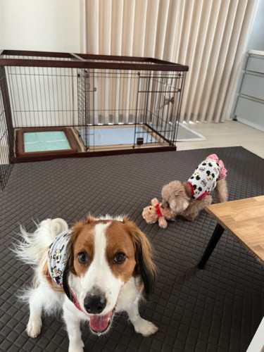 わんちゃんとの休憩スペース