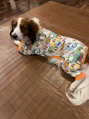 コイケル柄を着たコイケル！