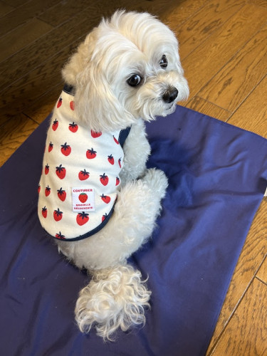 ららぽーと富士見カルチャー次回は７月生募集！