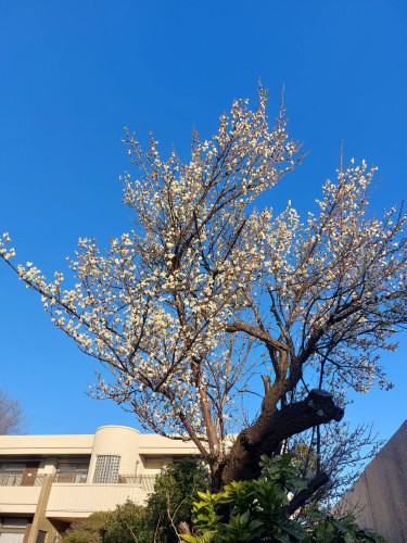 1／15(木)のアメブロ「併願受験する私立高校の過去問の解き方」