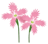 flower_nadeshiko.png