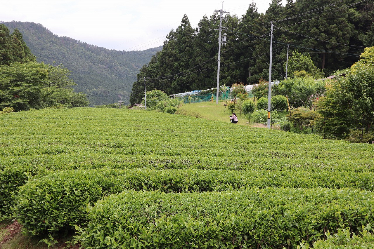 川上村波津の茶畑写真