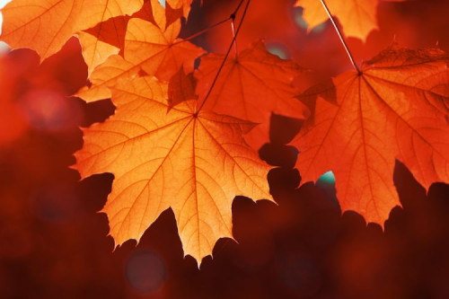 10月の特典♪♪