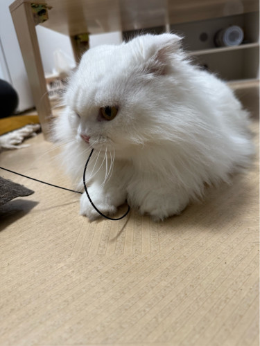IMG_2062.jpeg