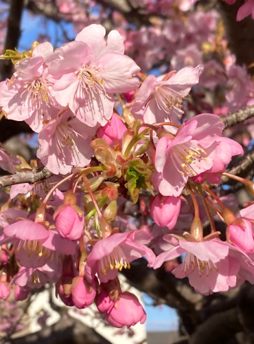 戸塚安行　河津桜　桜満開