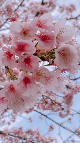 安行桜満開