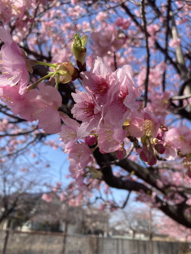 河津桜が満開です。