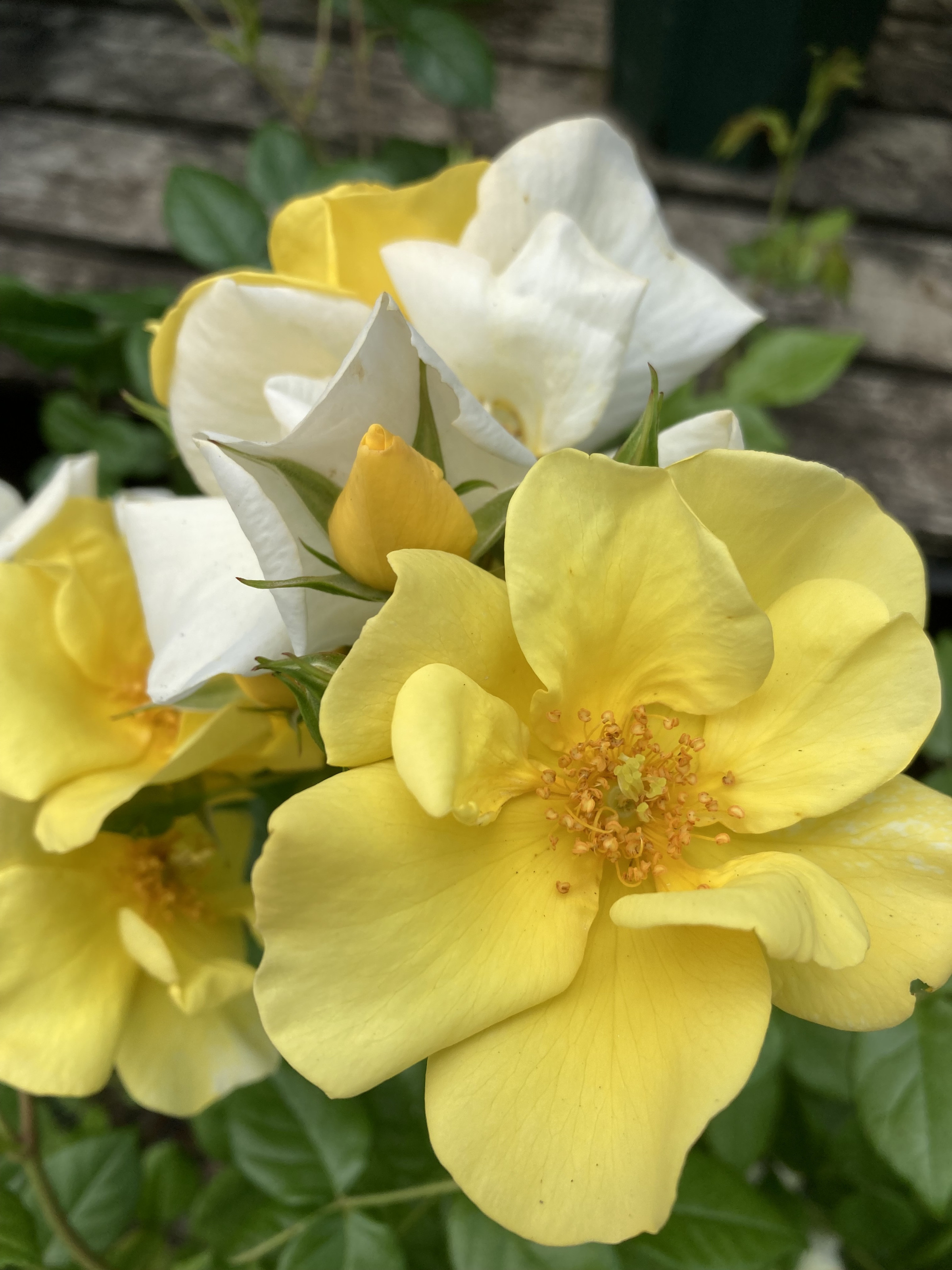 戸塚安行薔薇が満開　戸塚植物園
