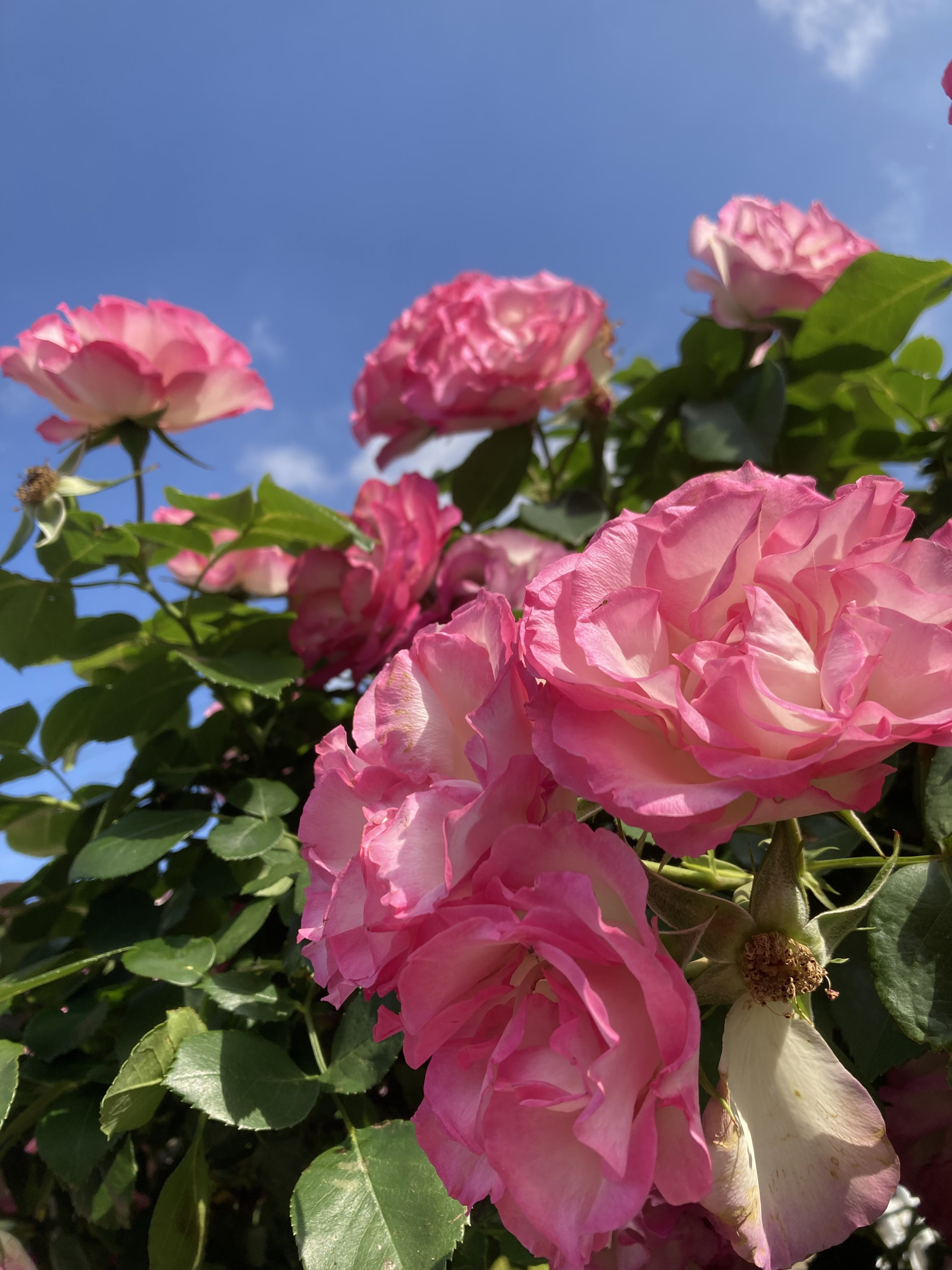 戸塚安行　薔薇が満開