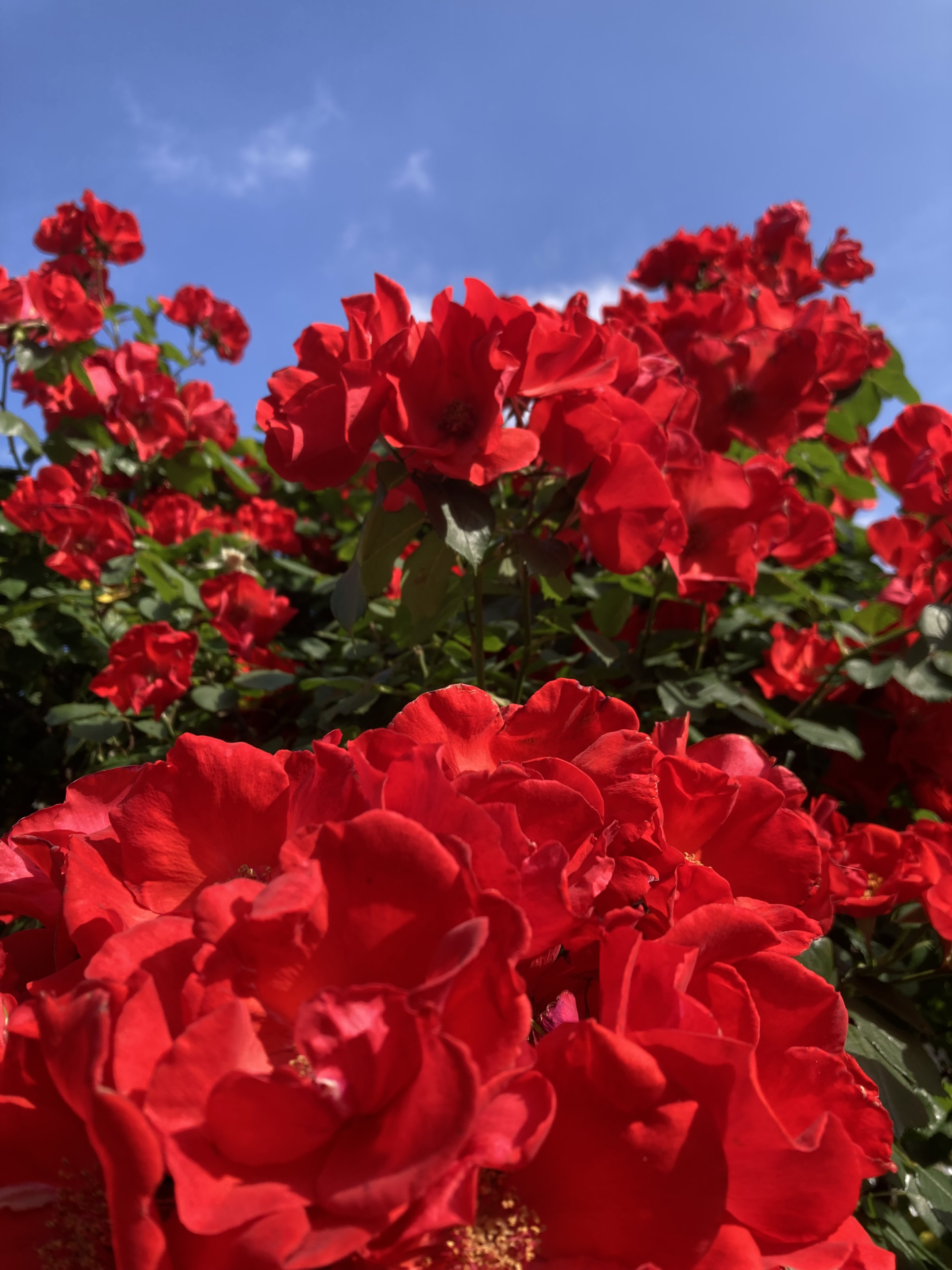 戸塚安行　薔薇が満開