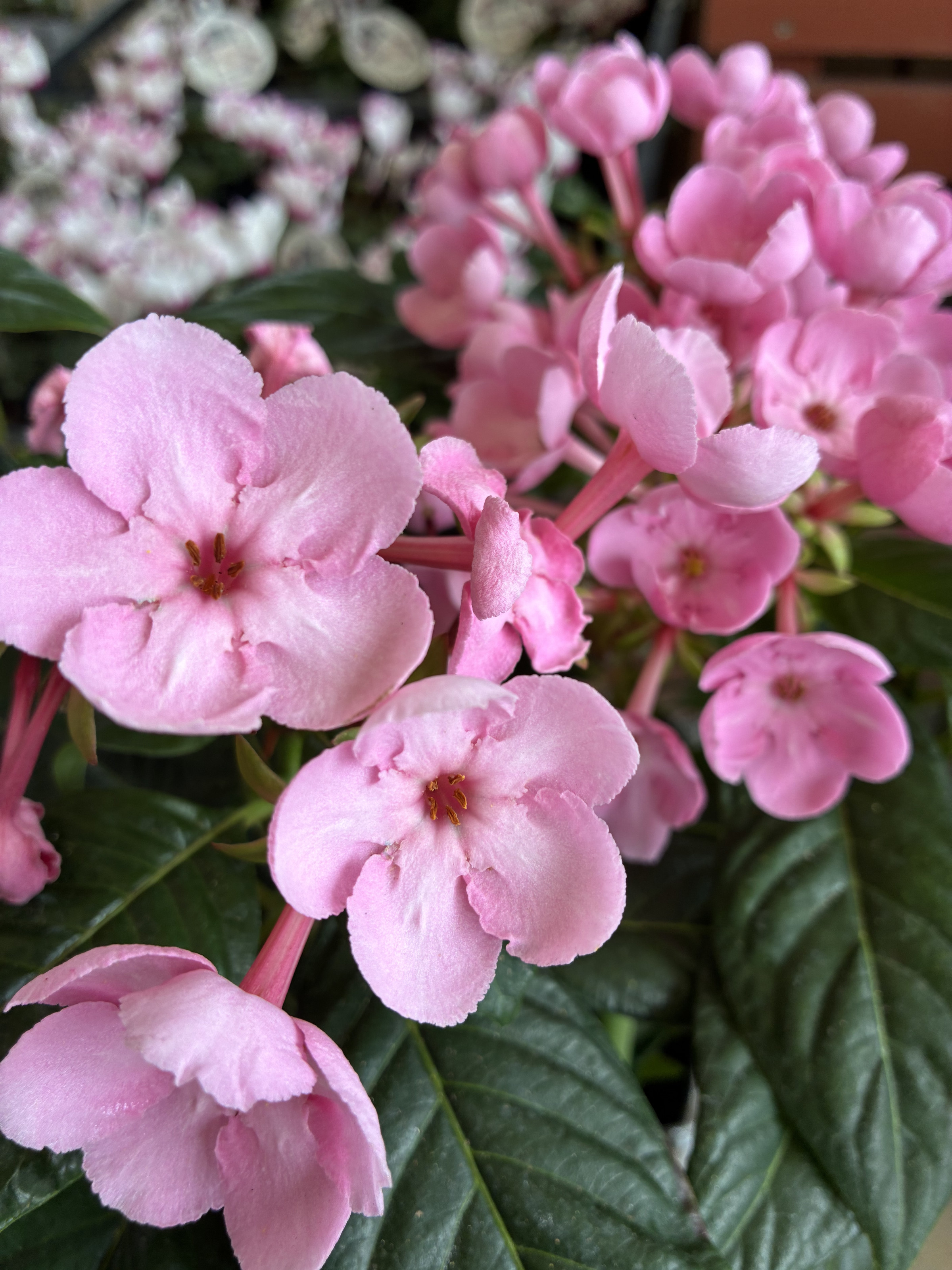 匂い桜