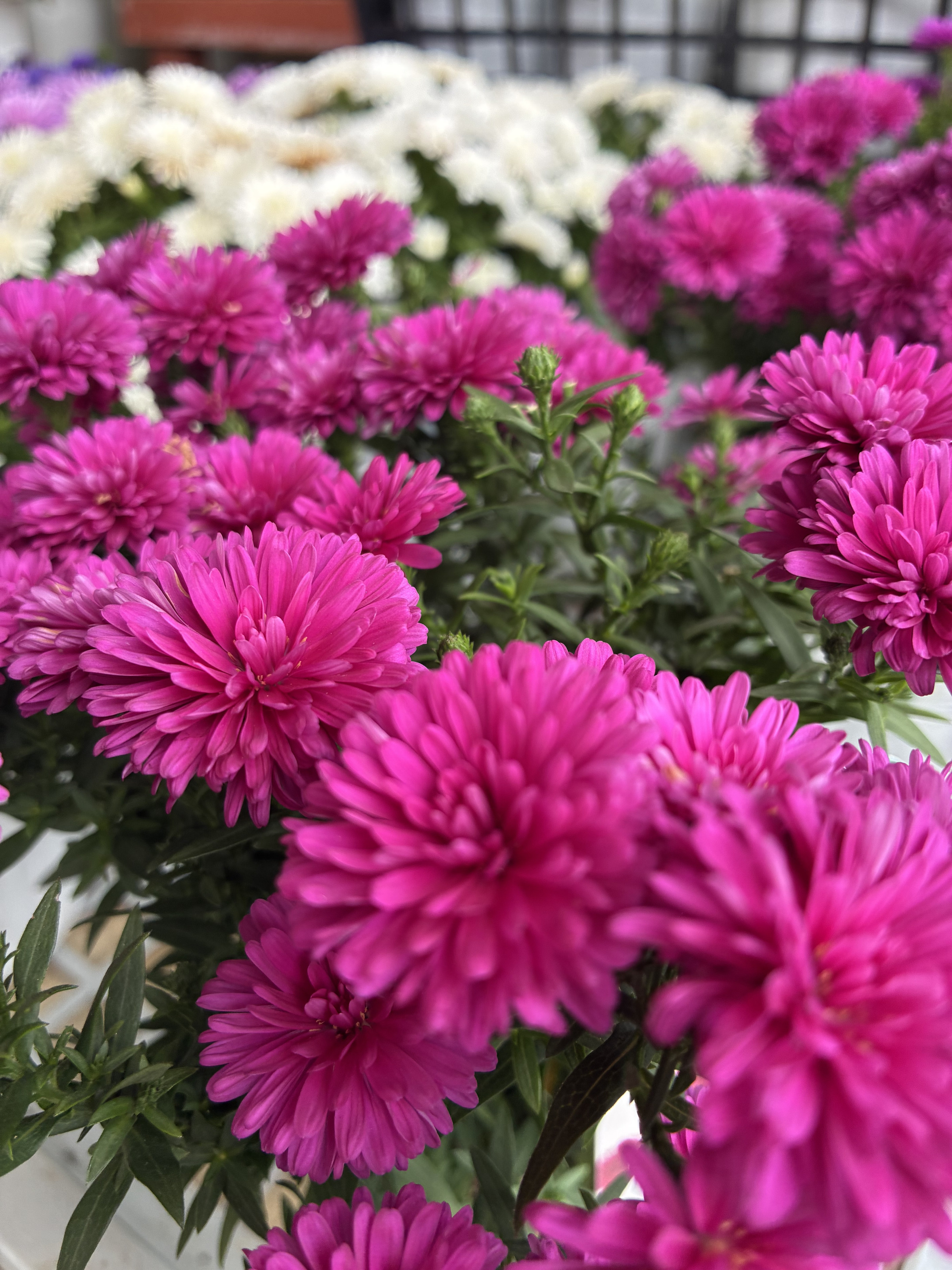 菊