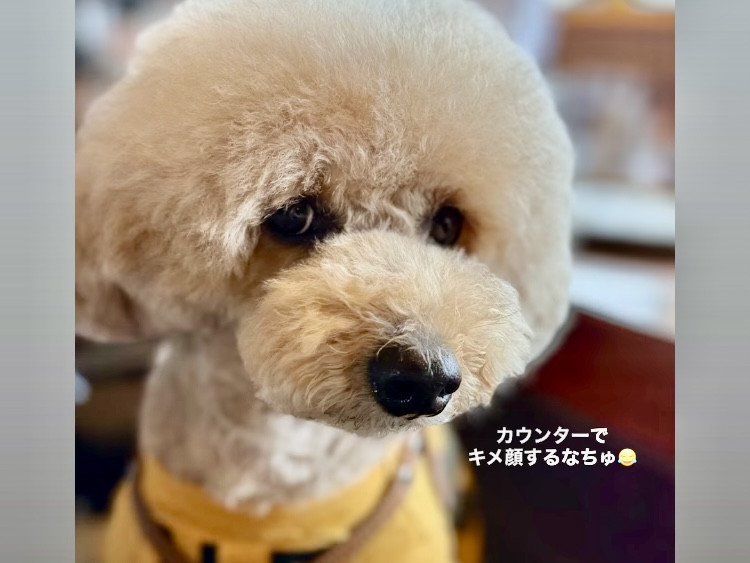 🐾PET FRIENDLY SHOP·͜·ᰔᩚ