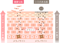 23493552.png