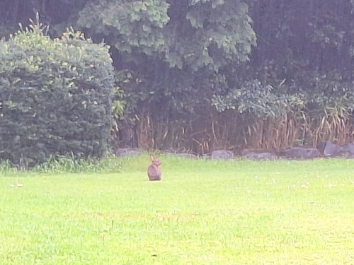 野ウサギが遊びに来てくれました！　可愛い(・∀・)　