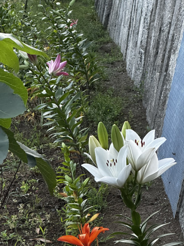 暑いですが。