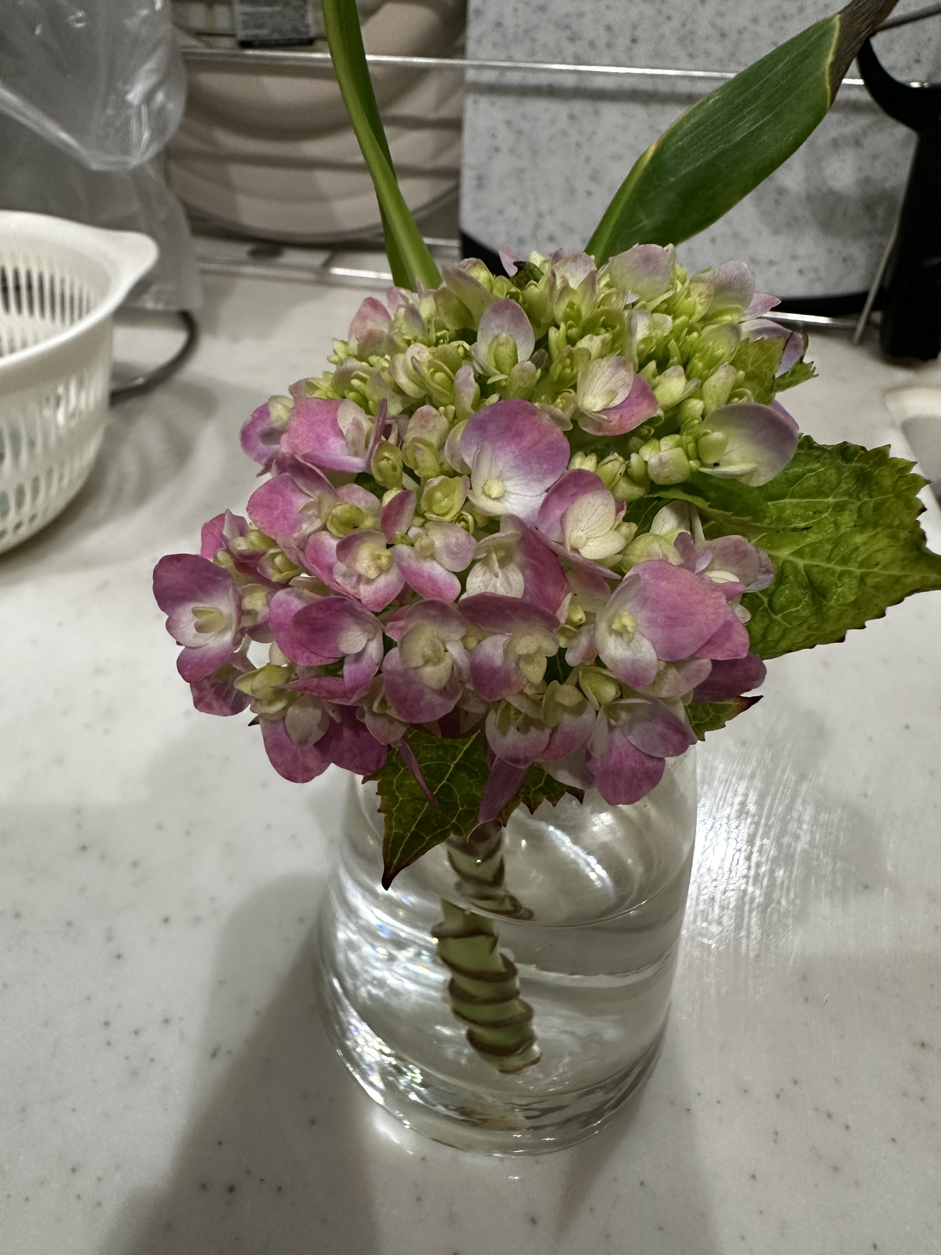 紫陽花が
