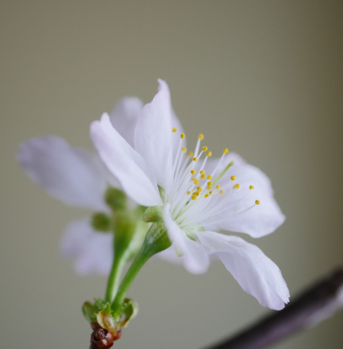 北海道の桜③.JPG