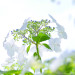 紫陽花／hydrangea