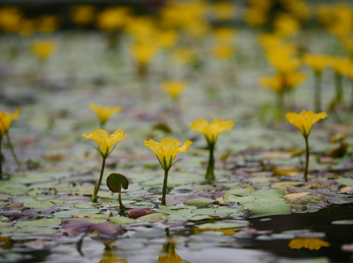 水の花／Water plant