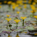 水の花／Water plant