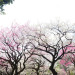 梅／Japanese apricot