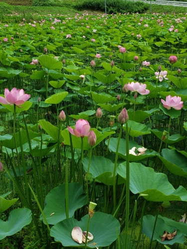 戸沢の蓮畑.jpg