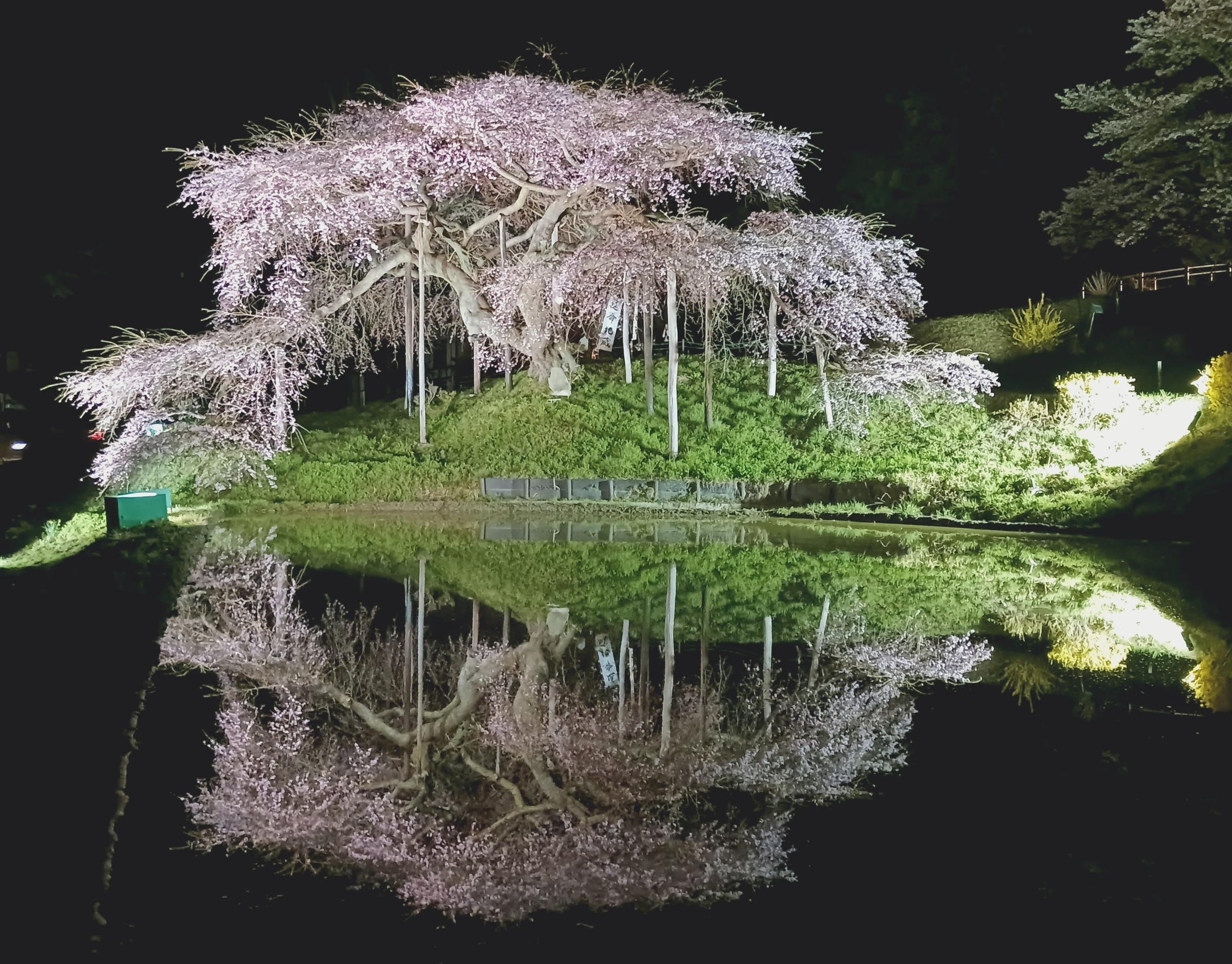 Jizo Cherry Blossom