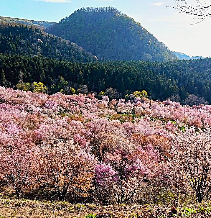 Sakura pass