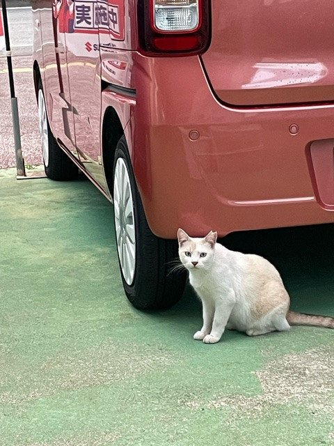 かわいいネコちゃんもいます🐾