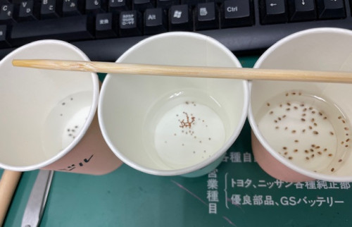 種2.jpeg
