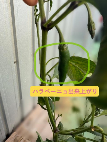 ハラペーニョ.JPG