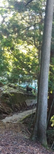 鹿と遭遇🦌