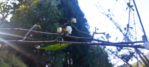 秋でも梅の花が見られる！？