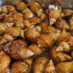 味付けバイ貝