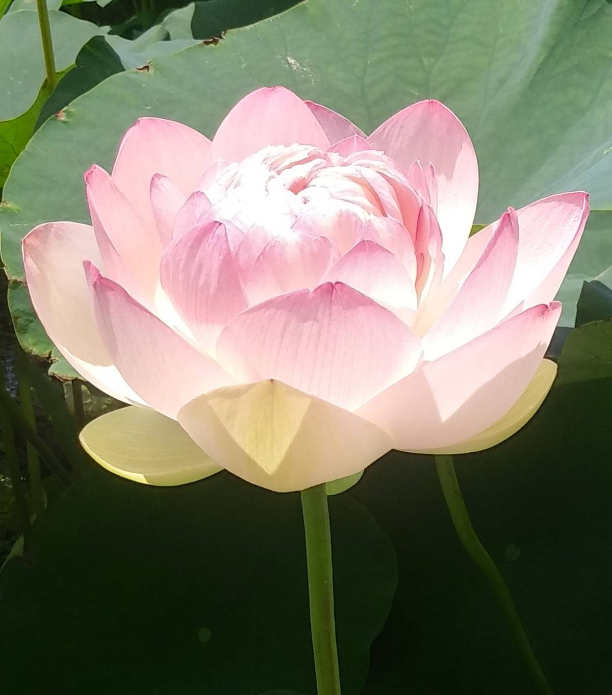 蓮の花
