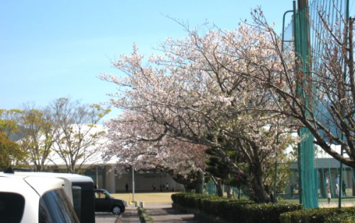 桜見学