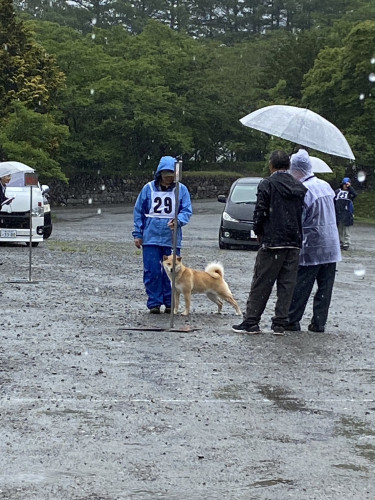 北海道犬の出陳のためお休みです