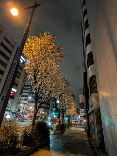 2025年こぶし.jpg