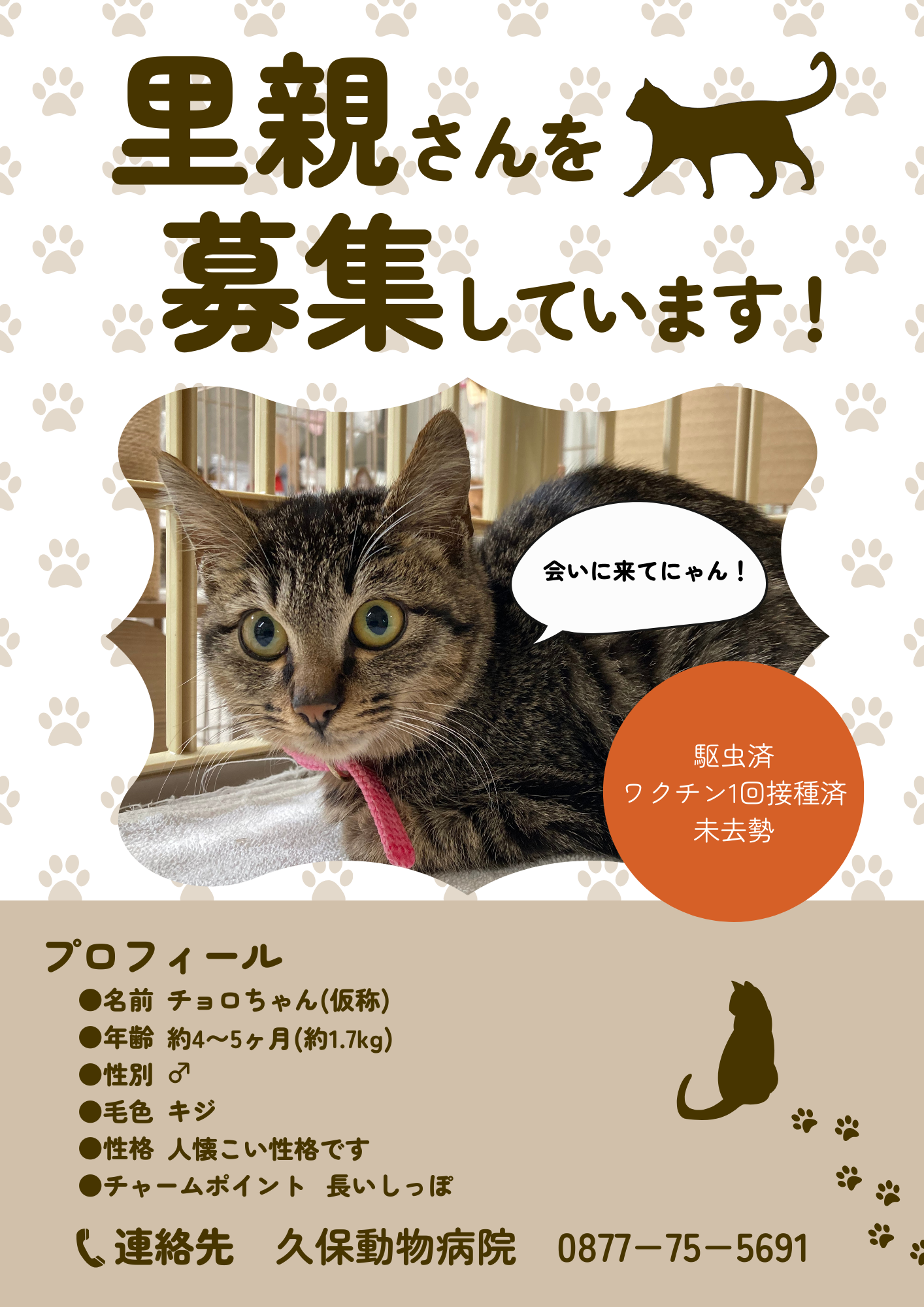 里親募集中です！ 興味のある方はご連絡ください - 久保動物病院