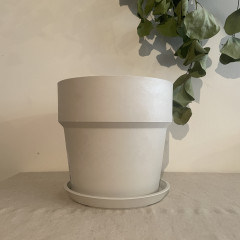 アーバンプランツ