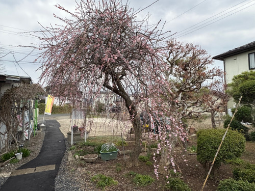 image1 (23).jpeg