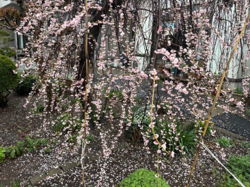 image1 (25).jpeg